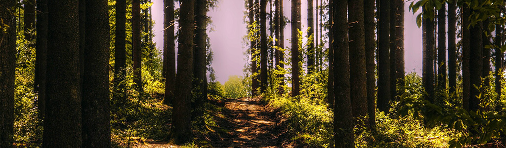 Waldweg durch Wald mit Sonnenstrahlen