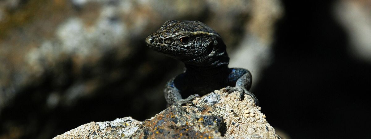 Große Eidechse auf der kanarischen Insel El Hierro