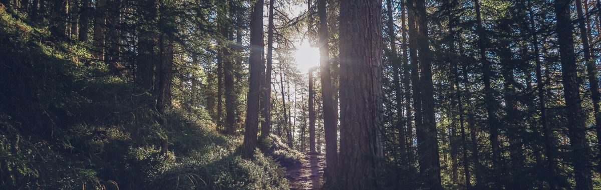 Wandern durch Wald in den Kalkalpen