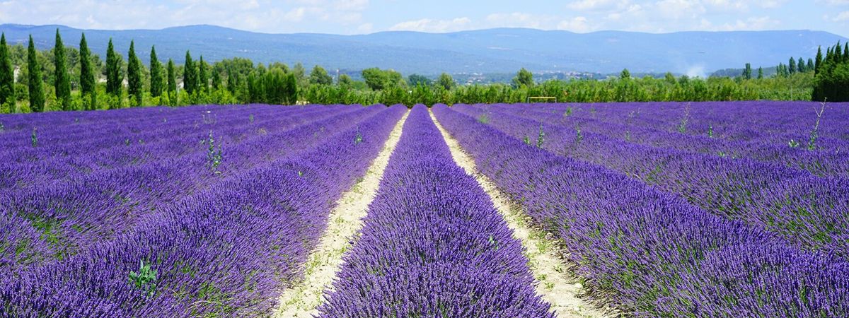 Lavendelfelder beim Wandernder in der Provence